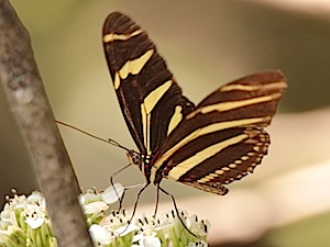 Zebra Longwing Butterfly